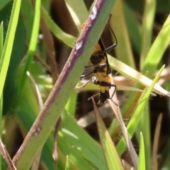Chauliognathus lugubris (Plague Soldier Beetle) at Wodonga - 11 Mar 2023 by KylieWaldon