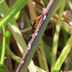 Chauliognathus lugubris at Wodonga, VIC - 12 Mar 2023