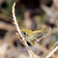 Taractrocera papyria (White-banded Grass-dart) at Wodonga - 12 Mar 2023 by KylieWaldon