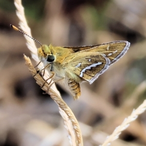 Taractrocera papyria at Wodonga, VIC - 12 Mar 2023 11:45 AM