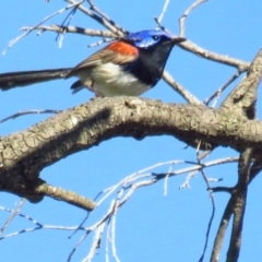 Malurus assimilis (Purple-backed Fairywren) at Back Creek, NSW - 12 Feb 2022 by TomW