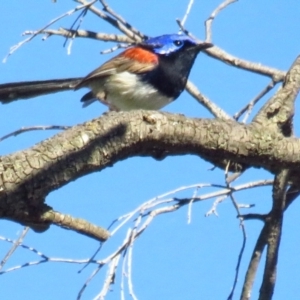 Malurus assimilis at Back Creek, NSW - 13 Feb 2022 09:25 AM