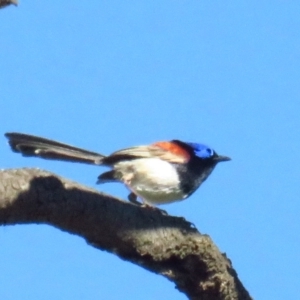 Malurus assimilis at Back Creek, NSW - 13 Feb 2022 09:25 AM