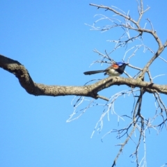 Malurus assimilis at Back Creek, NSW - 13 Feb 2022 09:25 AM