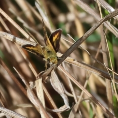 Taractrocera papyria (White-banded Grass-dart) at Wodonga, VIC - 12 Mar 2023 by KylieWaldon