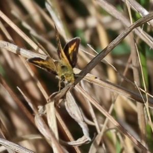 Taractrocera papyria (White-banded Grass-dart) at Wodonga, VIC by KylieWaldon