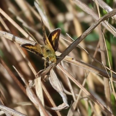 Taractrocera papyria (White-banded Grass-dart) at Wodonga - 12 Mar 2023 by KylieWaldon