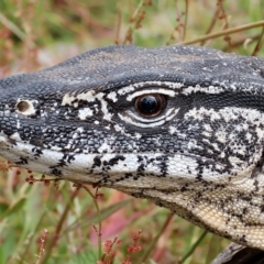 Varanus rosenbergi (Heath or Rosenberg's Monitor) at Rendezvous Creek, ACT - 13 Mar 2023 by aussiestuff