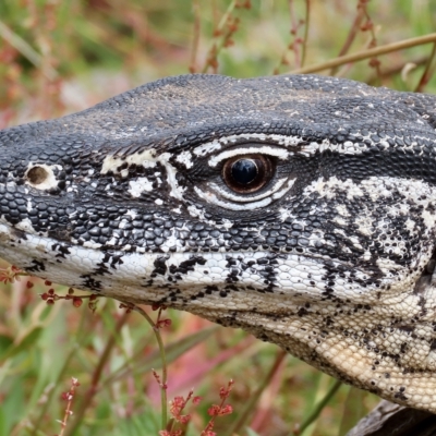 Varanus rosenbergi (Heath or Rosenberg's Monitor) at Rendezvous Creek, ACT - 13 Mar 2023 by aussiestuff