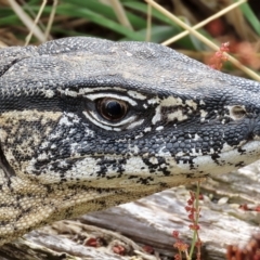 Varanus rosenbergi at Rendezvous Creek, ACT - suppressed