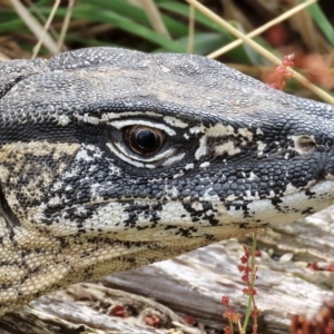 Varanus rosenbergi at Rendezvous Creek, ACT - suppressed