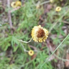 Coronidium monticola at Cotter River, ACT - 13 Mar 2023