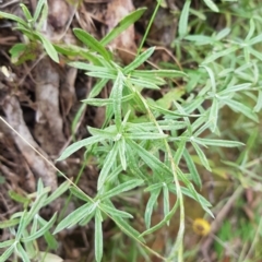 Coronidium monticola at Cotter River, ACT - 13 Mar 2023