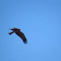 Milvus migrans (Black Kite) at Corinella, NSW - 13 Feb 2022 by TomW