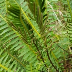 Blechnum nudum (Fishbone Water Fern) at Cotter River, ACT - 13 Mar 2023 by danswell