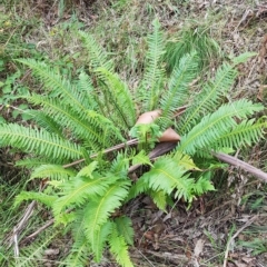 Blechnum nudum at Cotter River, ACT - 13 Mar 2023