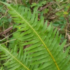 Blechnum nudum at Cotter River, ACT - 13 Mar 2023 04:00 PM