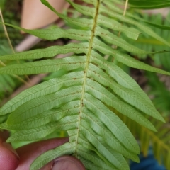 Blechnum nudum at Cotter River, ACT - 13 Mar 2023 04:00 PM