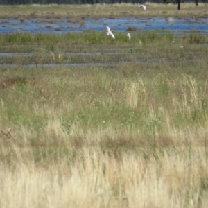 Chlidonias hybrida at Corinella, NSW - 13 Feb 2022