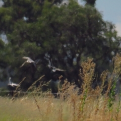 Chlidonias hybrida at Corinella, NSW - 13 Feb 2022