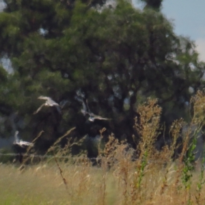 Chlidonias hybrida at Corinella, NSW - 13 Feb 2022 11:47 AM