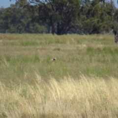 Chlidonias hybrida at Corinella, NSW - 13 Feb 2022 11:47 AM