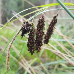 Carex fascicularis at Cotter River, ACT - 13 Mar 2023