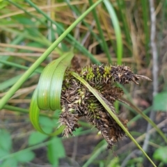 Carex fascicularis at Cotter River, ACT - 13 Mar 2023