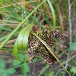 Carex fascicularis at Cotter River, ACT - 13 Mar 2023 03:47 PM