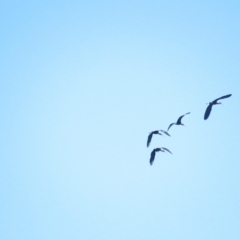 Plegadis falcinellus (Glossy Ibis) at Corinella, NSW - 13 Feb 2022 by BenW