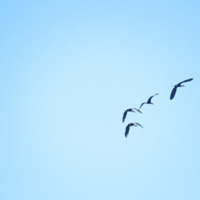 Plegadis falcinellus (Glossy Ibis) at Corinella, NSW - 13 Feb 2022 by TomW