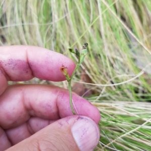 Speculantha multiflora at Cotter River, ACT - 13 Mar 2023