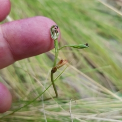 Speculantha multiflora at Cotter River, ACT - 13 Mar 2023