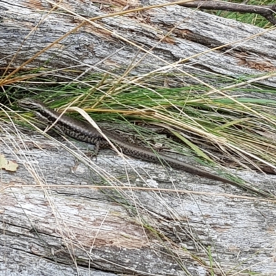 Eulamprus heatwolei (Yellow-bellied Water Skink) at Cotter River, ACT - 13 Mar 2023 by danswell