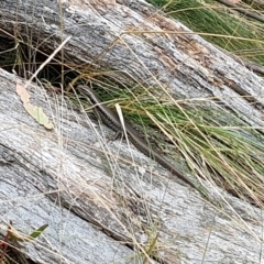 Eulamprus heatwolei at Cotter River, ACT - 13 Mar 2023 03:25 PM