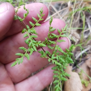 Cheilanthes austrotenuifolia at Cotter River, ACT - 13 Mar 2023