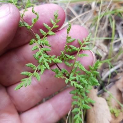 Cheilanthes austrotenuifolia (Rock Fern) at Lower Cotter Catchment - 13 Mar 2023 by danswell