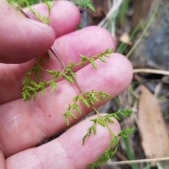 Cheilanthes austrotenuifolia at Cotter River, ACT - 13 Mar 2023