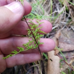 Cheilanthes austrotenuifolia at Cotter River, ACT - 13 Mar 2023