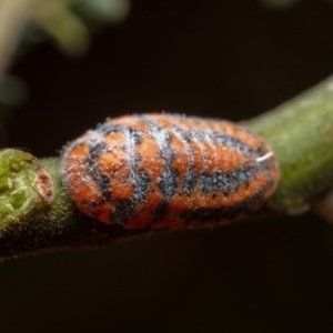 Monophlebulus sp. (genus) at Paddys River, ACT - 13 Mar 2023