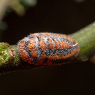 Monophlebulus sp. (genus) (Giant Snowball Mealybug) at Tidbinbilla Nature Reserve - 13 Mar 2023 by Boagshoags