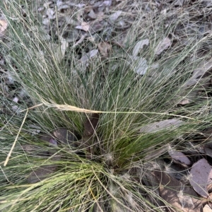 Nassella trichotoma at Nicholls, ACT - 11 Mar 2023