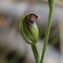 Speculantha rubescens (Blushing Tiny Greenhood) at Block 402 - 13 Mar 2023 by RobG1