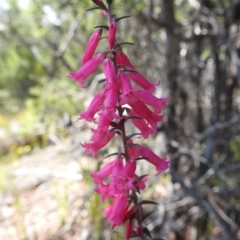 Epacris impressa (Common Heath) at Freycinet, TAS - 13 Mar 2023 by HelenCross