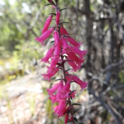 Epacris impressa (Common Heath) at Freycinet National Park - 13 Mar 2023 by HelenCross