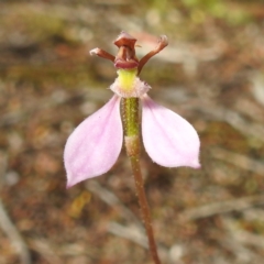 Eriochilus cucullatus (Parson's Bands) at Coles Bay, TAS - 13 Mar 2023 by HelenCross