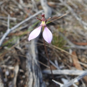 Eriochilus cucullatus at Coles Bay, TAS - 14 Mar 2023