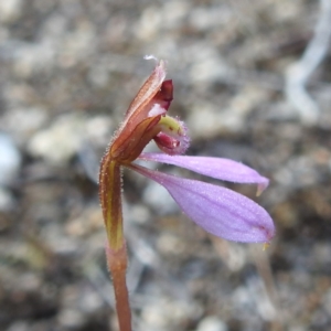 Eriochilus cucullatus at Coles Bay, TAS - suppressed