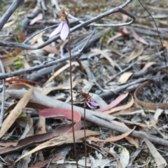 Eriochilus cucullatus at Coles Bay, TAS - 14 Mar 2023