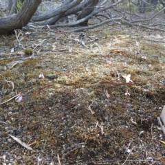 Eriochilus cucullatus at Coles Bay, TAS - suppressed
